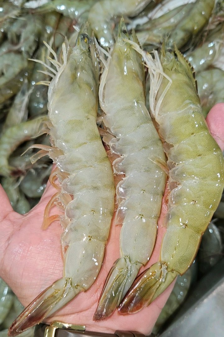 vannamei shrimp
